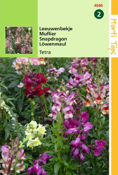 Snapdragon Tetra (Antirrhinum) 3500 seeds